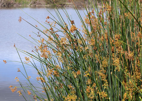 Southern Bulrush (California Bulrush), Schoenoplectus californicus
